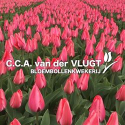C.C.A. van der Vlugt & Zn., Voorhout openingstijden