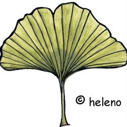 Heleno Kruiden, Ven-Zelderheide openingstijden
