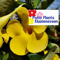 Patio Plants, Klazienaveen openingstijden