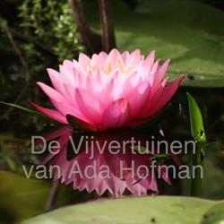 Vijvertuin Ada Hofman, Loozen openingstijden