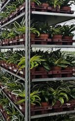 Dracaenakwekerij 'de Plaats' B.v., Honselersdijk openingstijden