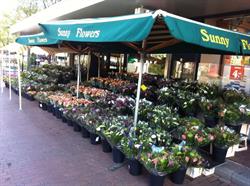Bloemisterij Sunny Flower, Den Helder openingstijden