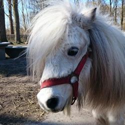 De Zijlen, locatie Kinderboerderij De Eelderbaan, Groningen openingstijden