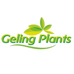 Geling Plants B.v., Borgercompagnie openingstijden