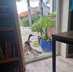 Zorgboerderij De Schurinkshoeve, Haarle openingstijden