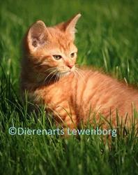 Dierenarts Lewenborg, Groningen openingstijden