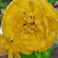 Westlands Bloemenhuis, Brunssum openingstijden