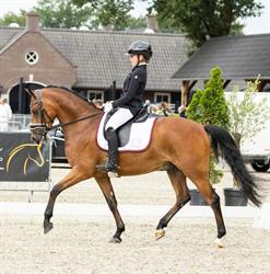 Stoeterij de Woude B.v., Ridderkerk openingstijden