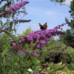 Kwekerij Weigelia, Heerhugowaard openingstijden