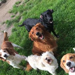 Dogs Enjoy, Slootdorp openingstijden
