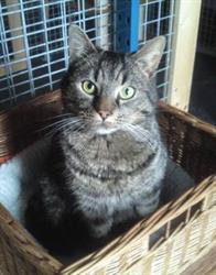 Kattenhotel Opmeer, openingstijden