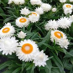 Hoveniersbedrijf en Tuincentrum Lemmens, Munstergeleen openingstijden