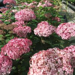 Tuincentrum de Vuurdoorn V.o.f., Echt openingstijden