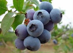 Janssen-van Asten Pluimvee en Fruitteelt J J, Budel openingstijden