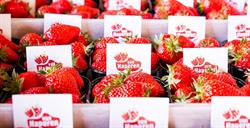 Aardbeien & Zomerfruit Rene van Haperen, Breda openingstijden