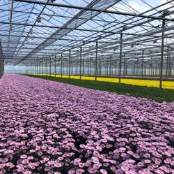 Van Wordragen Flowers B.v., Bruchem openingstijden