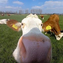 Evenementenlocatie Boerderij & Gasterij 't Dommeltje, Boxtel openingstijden