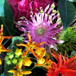 P. van Koolwijk Bloemen en Planten, Velddriel openingstijden