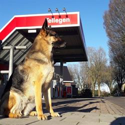 Benzinestation Tellegen V.o.f., Emst openingstijden