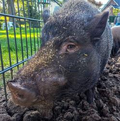 Stichting Kinderboerderij Wijhe, openingstijden