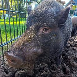 Stichting Kinderboerderij Wijhe, openingstijden