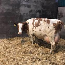 Melkveebedrijf Zwiers, Markelo openingstijden
