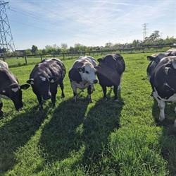 De Slagerij Van Campen, Kampen openingstijden