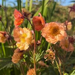 Rob's Tuincentrum, Menaam openingstijden