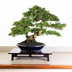 Lodder Bonsai B.v., Harmelen openingstijden