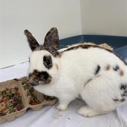 Stichting Dierenasiel De Swinge, Drachten openingstijden
