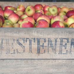 Fruitbedrijf I. Westeneng, Zeist openingstijden