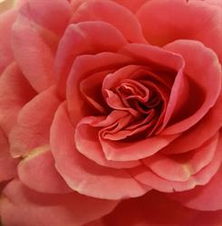 Bloemenboutique Fonville, De Bilt openingstijden