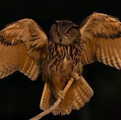 De Valk Roofvogels, Lunteren openingstijden