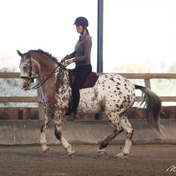 Ylvie Fros - Advies en Begeleiding Voor Mens en Paard, Lunteren openingstijden