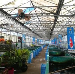 Nishikigoi Farm V.o.f., Bosschenhoofd openingstijden