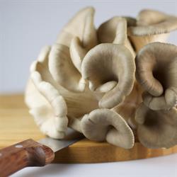 Verkooijen Champignons B.v., Ospel openingstijden