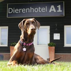 Dierenhotel A1 Rijssen-Holten B.v., openingstijden