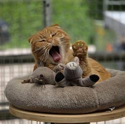 't Oirschots Kattenpension, openingstijden