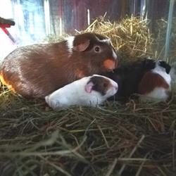 Bos Kinderboerderij- en Stadsparkdierenbeheer, De Glind openingstijden