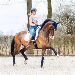 Dressuurstal Punte BV, Enschede openingstijden
