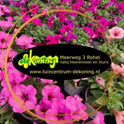 Gebr. De Koning, Rohel openingstijden