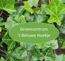 Groencentrum 't Betuwe hoekje, Elst openingstijden