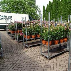 Johan Vos Tuinplanten, Veen openingstijden