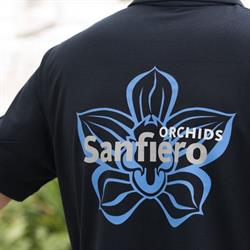 Sanfiero, De Lier openingstijden