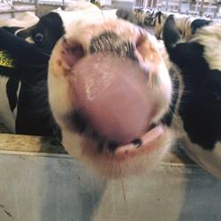 Melkveebedrijf Van den Tweel, Bantega openingstijden