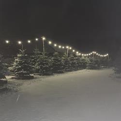 De Jong Kerstbomen, Exloo openingstijden