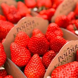 Aardbeienkwekerij Verhage, Luttelgeest openingstijden