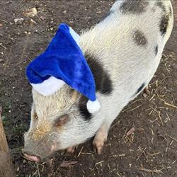 Stichting Dierenpark Echt, openingstijden