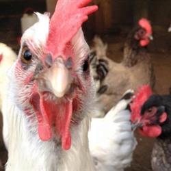 Stichting Kinderboerderij Zandberg, Breda openingstijden