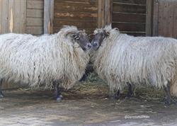 Dierenweide Minerva, Groningen openingstijden